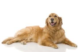 Perro Spanish To English Translation Spanishdict