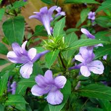 Image result for Barleria cristata