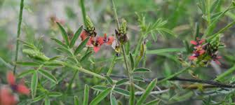 Image result for Indigastrum costatum