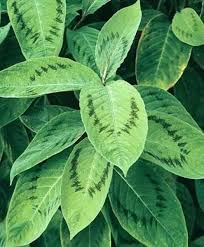 Image result for Persicaria strigosa