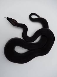 Black Snake Black Snake Snake Black Animal1 I Serpent Animal1i Black Serpent Snake Black And White Aesthetic Snake Black Aesthetic
