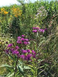 Image result for Vernonia hochstetteri