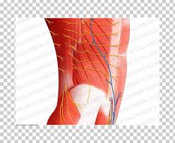 The abdomen (colloquially called the belly, tummy, midriff or stomach) is the part of the body between the thorax (chest) and pelvis, in humans and in other vertebrates. Nerve Blood Vessel Muscle Abdomen Human Anatomy Png Clipart Abdomen Abdomen Anatomy Abdominal Aorta Anatomy Angle