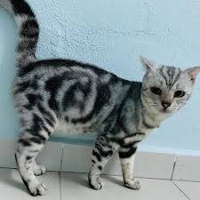 We are specialized exotic shorthair cat breeders. American Shorthair Cat American Shorthair Cat American Shorthair Kitten British Shorthair Cats