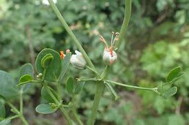 Image result for Zygophyllum cuneifolium