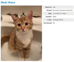They are generally considered to be low maintenance and easy to groom, with heavy seasonal shedding. Will My Kittens Be Long Hair Medium Hair Or Short Hair Thecatsite