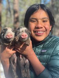 Will a retained testicle affect the taste of a butchered boar?