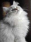 Fluffy Cat Breeds (White, Orange, Gray)