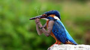 Kingfisher On A Smoke Break 1920x1080 Kingfisher Bird Bird Kingfisher