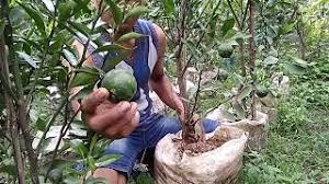 Media tanam dapat dibuat dengan campuran tanah, pasir, dan pupuk kandang dengan perbandingan 1:1:1 dan dicampur rata. Tips Menanam Jeruk Dalam Pot Agar Berbuah Lebat Youtube