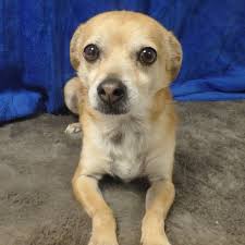 If you are lucky to find a dog warden in your area you will discover that they rarely intervene in dog issues apart from rounding up strays. Chihuahua Mix Brody Needs A New Best Friend Daily News