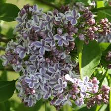 Flieder Syringa Vulgaris Lila Wonder Lila Flieder Flieder Gemeiner Flieder Lila Flieder