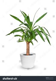 Image result for Dracaena steudneri