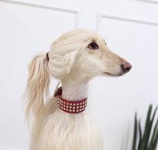大型犬 「アフガンハウンド犬」世界一イケメンで美しい犬!最高にかわいい犬 最高におもしろ犬の動画 なんでこんなに伸びてんの？再生回数：68 高評価：0 低評価：0 投稿日：08/07 06:44 ちな08/07 06:44時点での情報ねwww æ£®æ°¸ã‚¿ãƒŸãƒ¼ On Twitter ã‚¢ãƒ•ã‚¬ãƒ³ãƒã‚¦ãƒ³ãƒ‰ãŒã‚«ãƒƒã‚³è‰¯ã™ãŽã‚‹