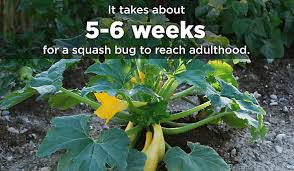 Squash bugs overwinter in your dead leaves, vines, under boards, and even in buildings. Save The Squash How To Kill Squash Bugs