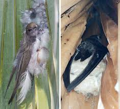 Результат пошуку зображень за запитом "стриж"