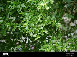 Image result for Terminalia neotaliala