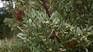 Image result for Phyllocladus trichomanoides