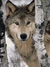 Beaute Loup Loup Gris Animaux Sauvages