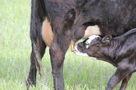 The answer to your question is that it's prime. The Importance Of Colostrum To The Newborn Calf Unl Beef