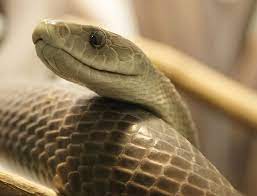 10 Coolest Snakes In The World 10 Most Today Black Mamba Snake Black Mamba Snake