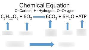In the equation for cellular respiration the reactants, which go into the equation, are glucose and oxygen. Cellular Respiration Equation Diagram Quizlet