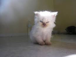Pin On Cats Making Faces