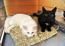 Maybe you would like to learn more about one of these? The 10 Best Animal Shelters In Connecticut