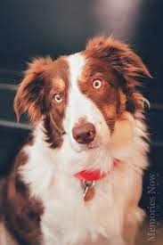 Memories Now Photography Event And Portrait Photography Border Collie Collie Best Dog Breeds