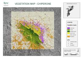 Image result for Tricalysia acocantheroides