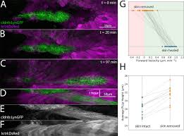 A look inside the studio w/ damian jr. Zebrafish Posterior Lateral Line Primordium Migration Requires Interactions Between A Superficial Sheath Of Motile Cells And The Skin Elife