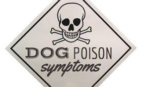 Symptoms of dog plant poisoning include stomach upset, respiratory issues, trouble swallowing, and mouth swelling. Poisonous Plants For Dogs Save Your Dog S Life Get Rid Of These Now Caninejournal Com