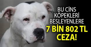 Pitbull Ve Cinsi Kopek Besleyenlere Kotu Haber Nazilli Haber Ajansi