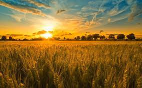 Pretty, autumn, wonderful, stunning, wheat, beautiful, straw, clouds, nice, gold, fields, corn, amazing, harvest, wheat field, horizon, fantastic. Harvest Wallpaper 1680x1050 59728