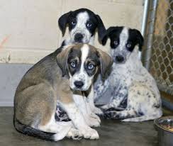 Blue tick coonhounds are good problem solvers who should not be restrained to a small house or yard. Puppies Puppies Coonhound Puppy Hound Puppies