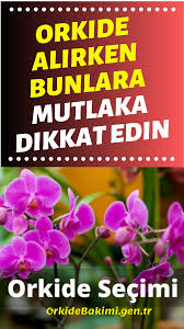 Orkide Alirken Nelere Dikkat Etmeliyiz 2020 Orkideler Cicek Sulama