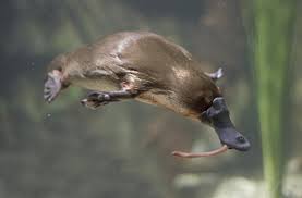 A Platypus Swimming Underwater Where It Lives With Some Food In Its Bill Platypus Unique Animals Weird Animals