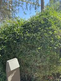 Image result for Salvadoraceae