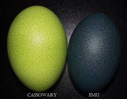 Bird Eggs For Sale Explore Joel Rogers S Photos On Photobucket Cassowary Eggs Emu Egg