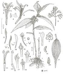 Image result for Corymborkis