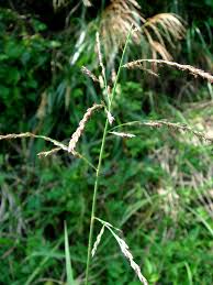 Image result for Arundinella nepalensis