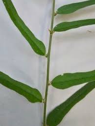 Image result for Capparis fascicularis