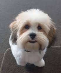 Gratitude for help with escaping dog in Raupo Street, Christchurch