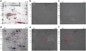 .… amoeba sisters monohybrid worksheet answers Immune Recognition Of Salivary Proteins From The Cattle Tick Rhipicephalus Microplus Differs According To The Genotype Of The Bovine Host Springerlink