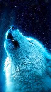 The arctic wolf is relatively unafraid of people, and can be coaxed to approach people in some areas. White Wolf Howling 8k Wallpaper 4 572