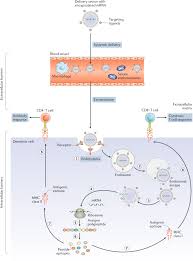 Blue cross blue shield's drug rehab coverage provides treatment for alcohol and drug abuse in their plans. Delivery Technologies For Cancer Immunotherapy Nature Reviews Drug Discovery