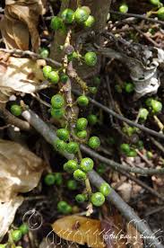 Image result for Fuirena ciliaris