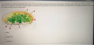 Maybe you would like to learn more about one of these? The Chloroplast Is The Site For Photosynthesis Within Chegg Com