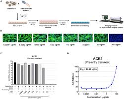 Form compact clusters outperform those that do, and where defectors are able to. Frontiers Development Of Plant Produced Recombinant Ace2 Fc Fusion Protein As A Potential Therapeutic Agent Against Sars Cov 2 Plant Science