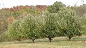 In fact, that's one of the main reasons many people grow fruit tree in. The Science Of Grafted Fruit Trees Stark Bro S